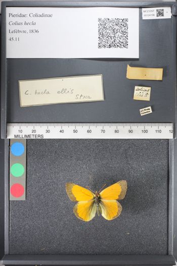 Media type: image;   Entomology 124198